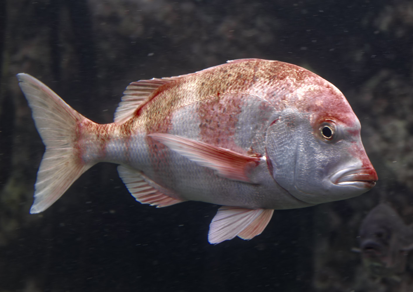 Red stumpnose seabream