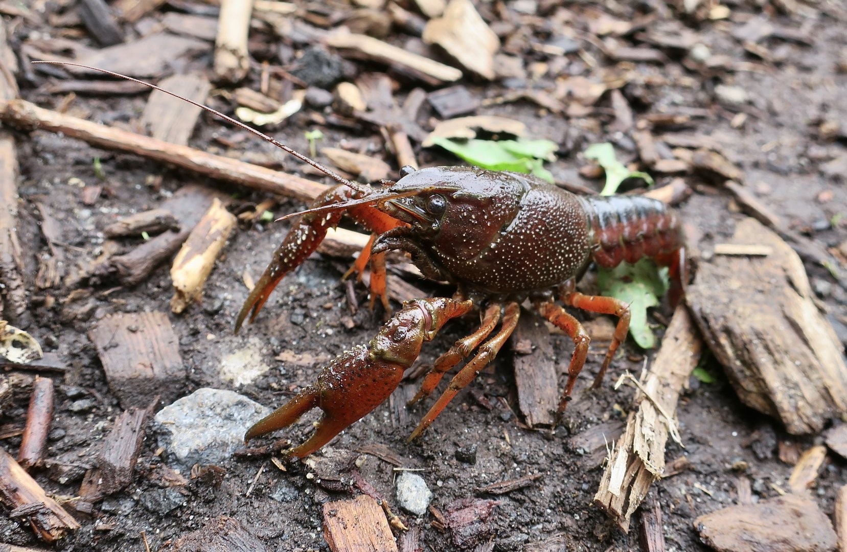 Red Swamp Crawfish (Procambarus clarkii) - wild