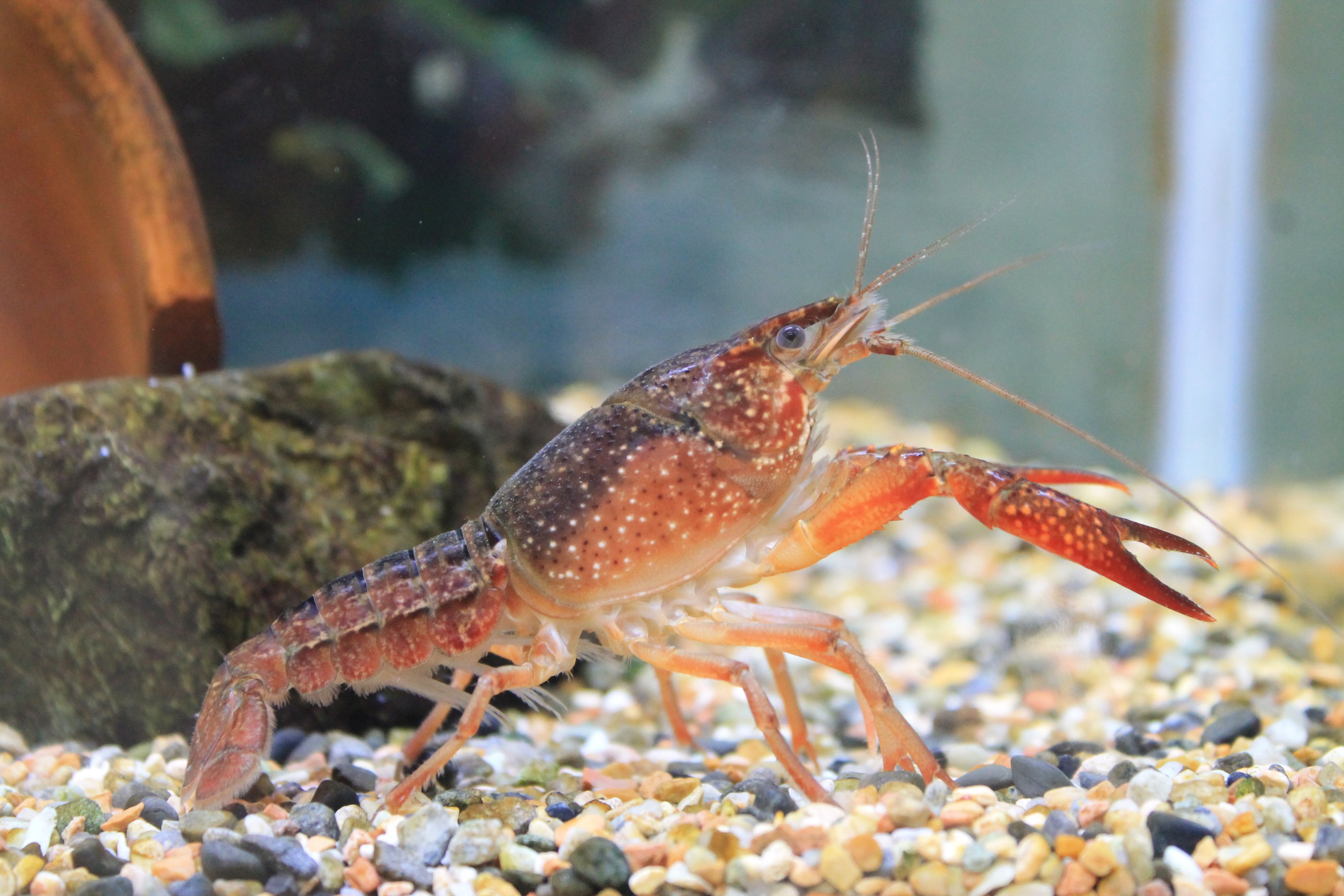 Red Swamp Crayfish (Procambarus clarkii)
