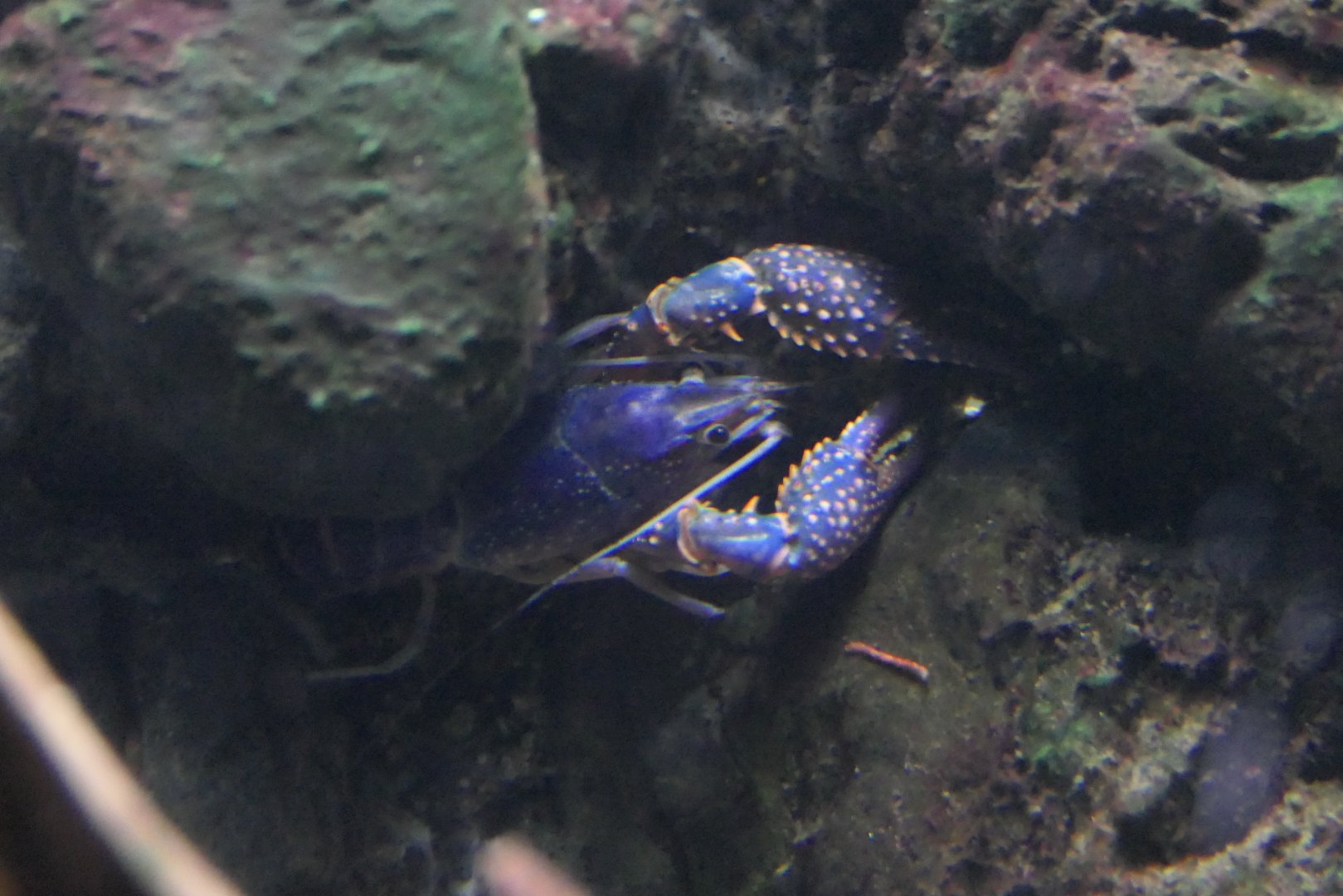 Red Swamp Crayfish (Procambarus clarkii)
