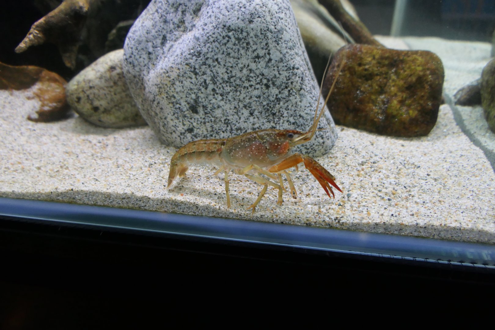 Red Swamp Crayfish (Procambarus clarkii)