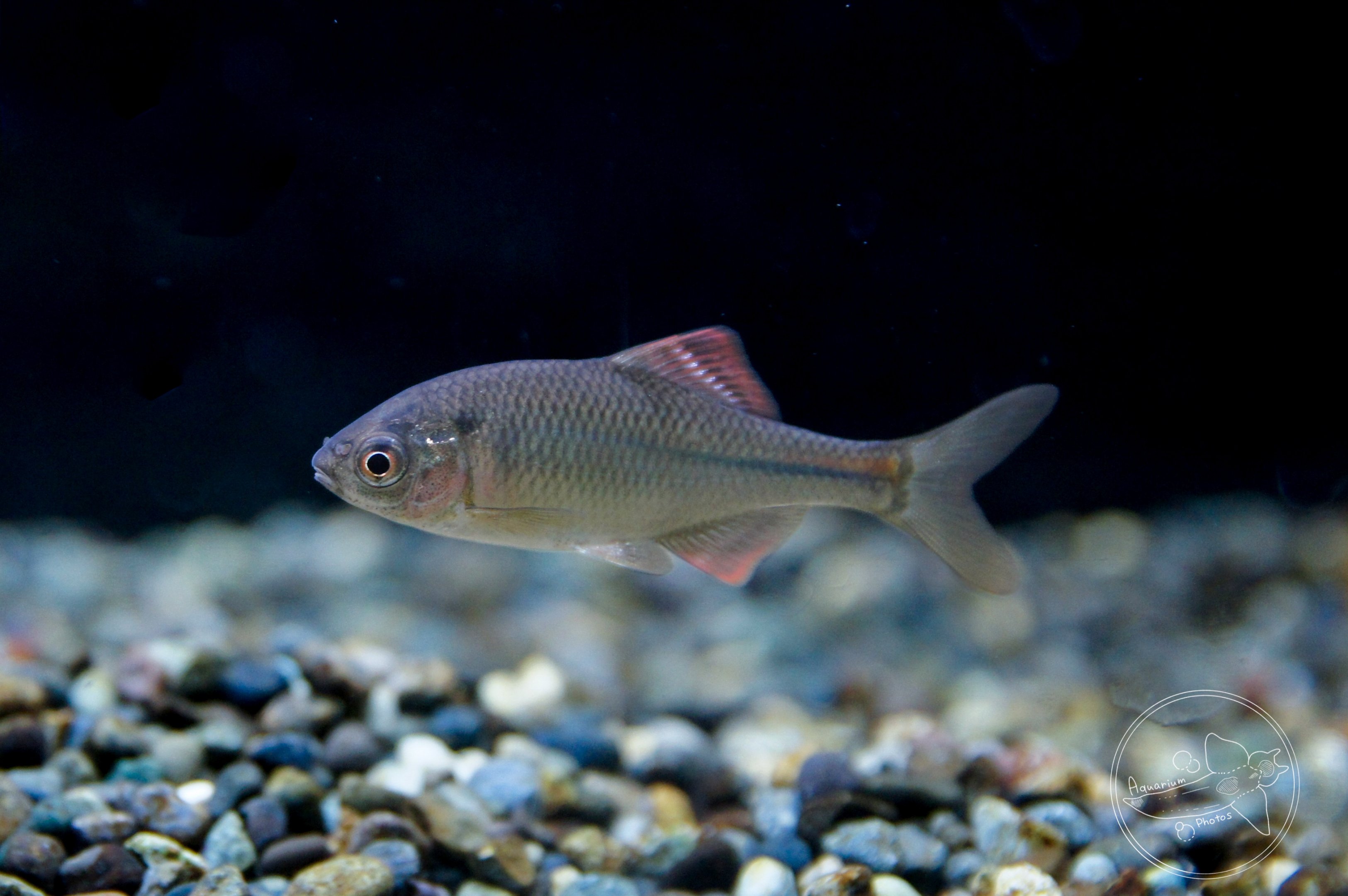 Red Tabira Bitterling (Acheilognathus tabira erythropterus)