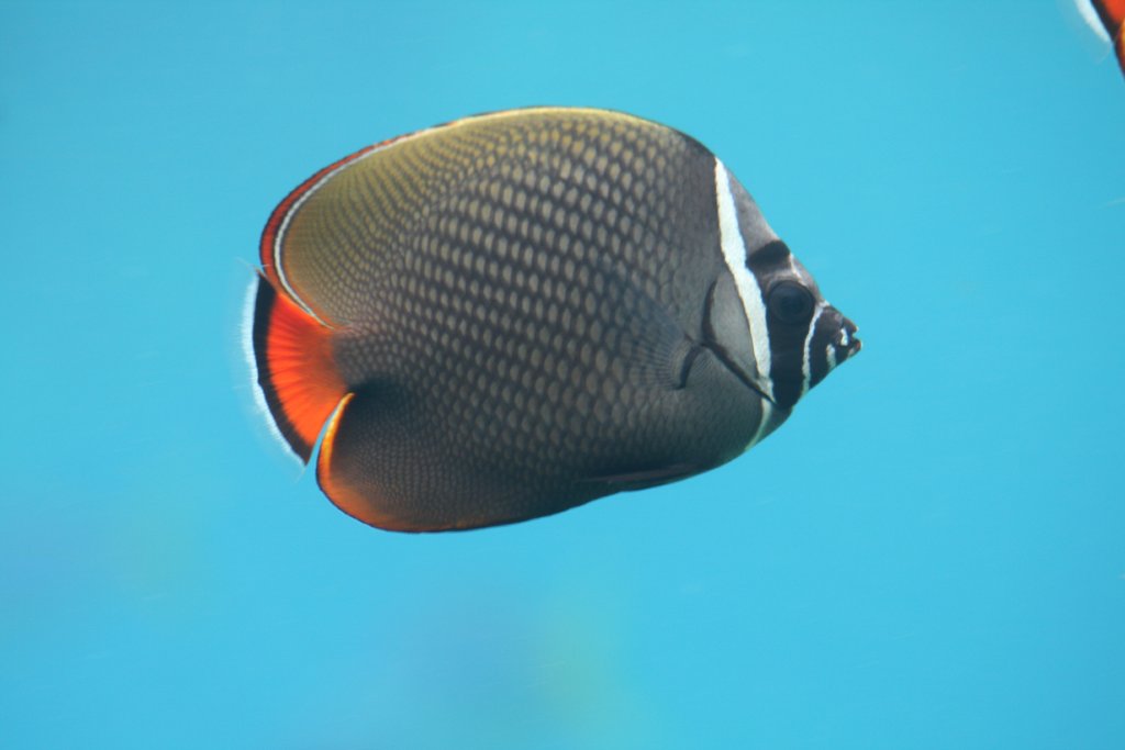 Red-tail Butterflyfish