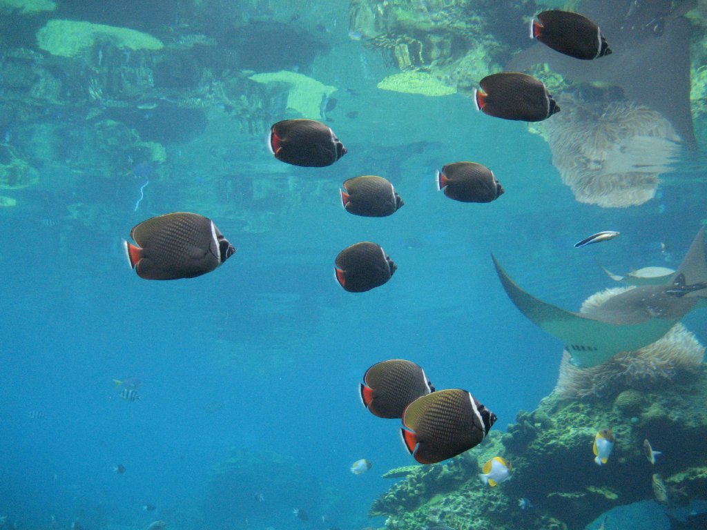 Red-tail Butterflyfish