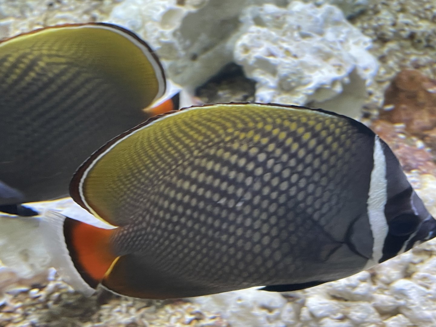 red tail butterflyfish