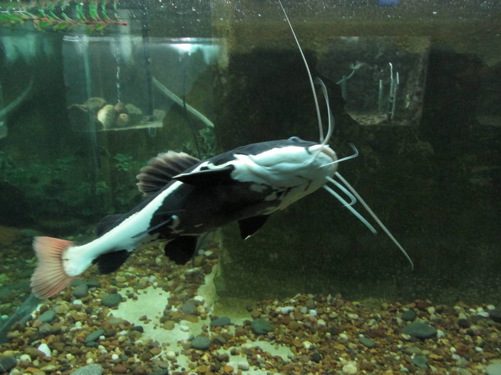 red tail catfish acuario mendoza