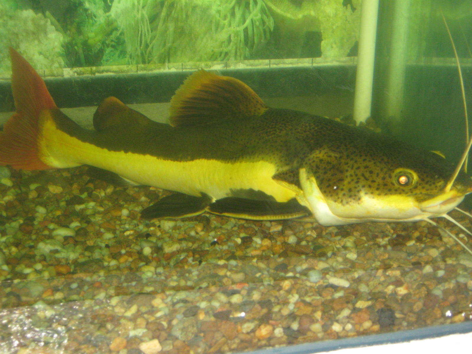 red-tail catfish at the Kuching Aquarium