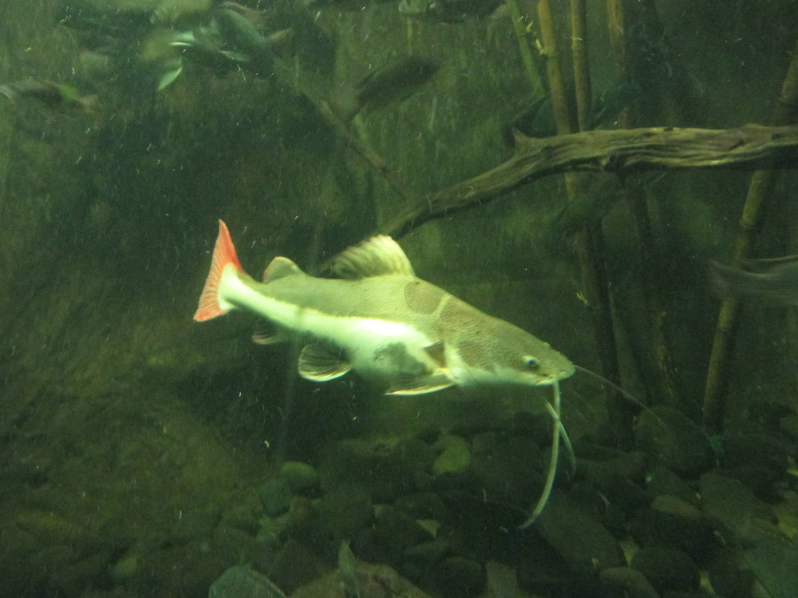 red tail catfish guadalajara zoo