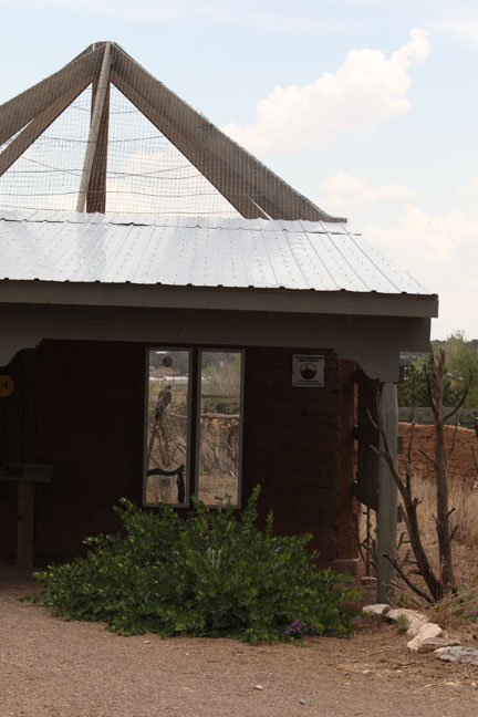 red tail hawk exhibit