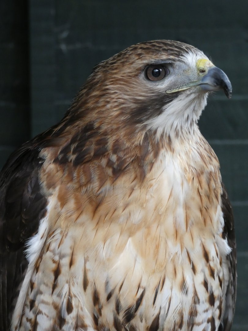 Red-tail Hawk