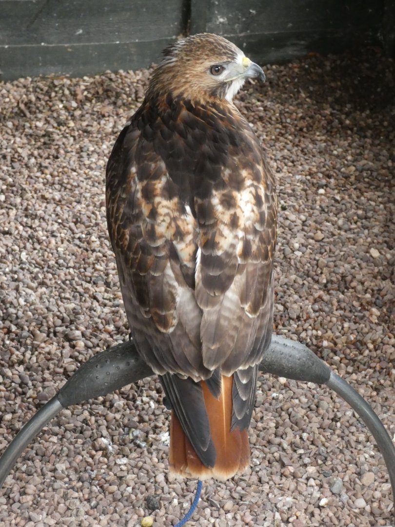 Red-tail Hawk
