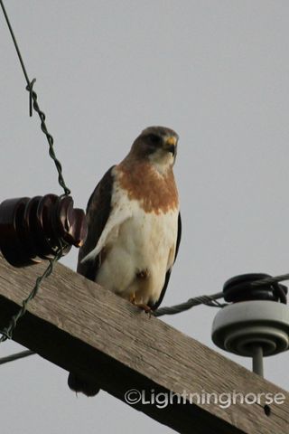 Red Tail Hawk