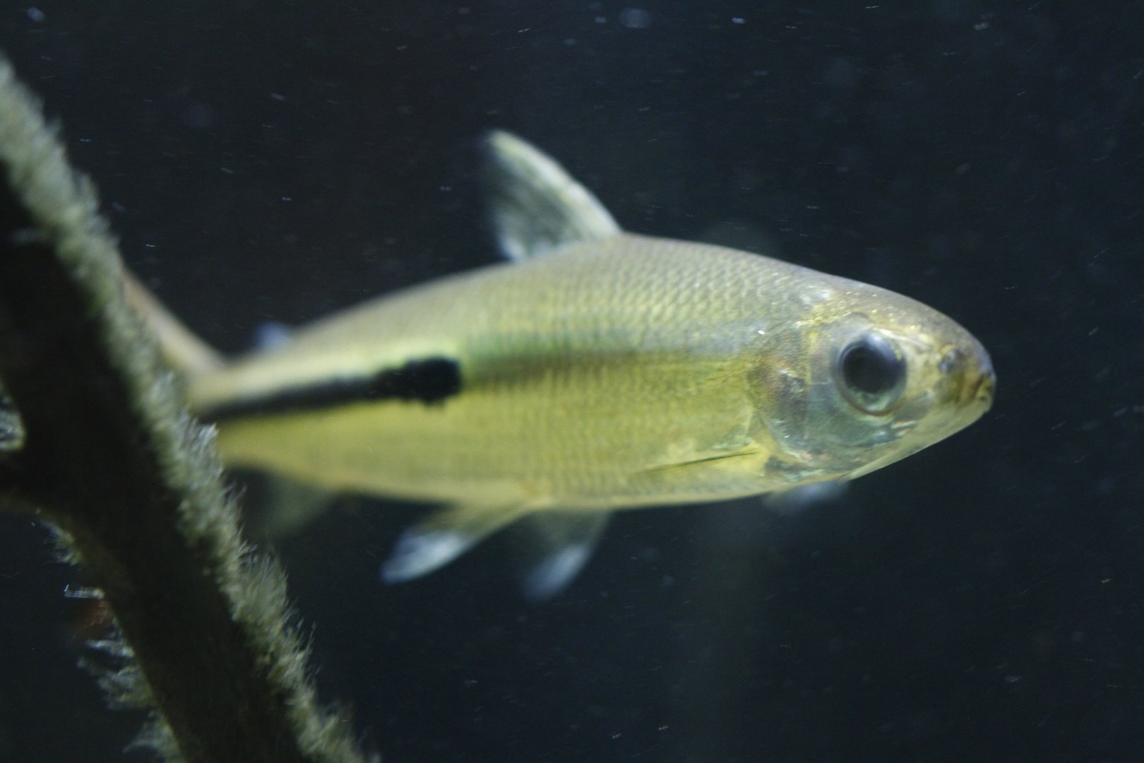 Red tail hemiodus (Hemiodus gracilis)