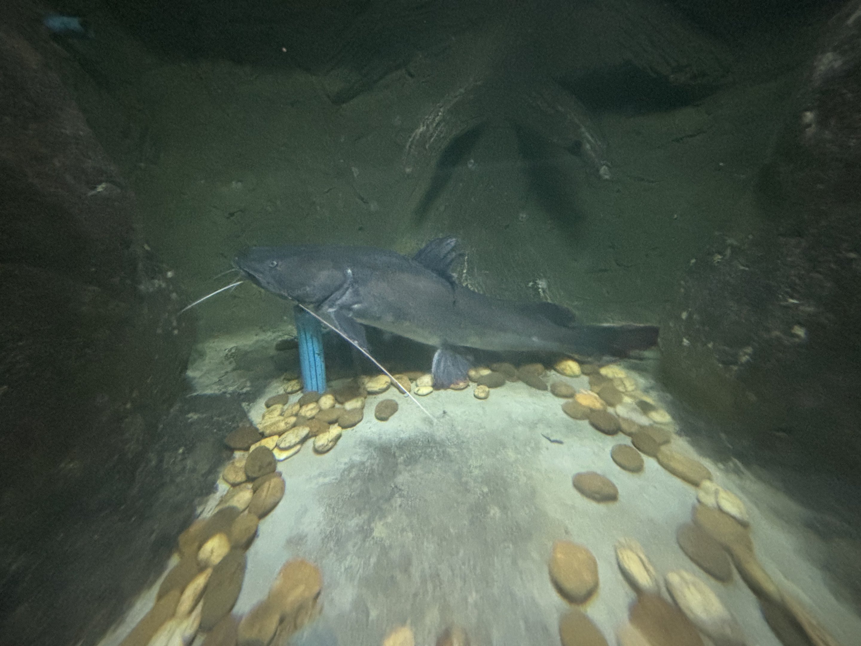 Red Tail Mystus Exhibit