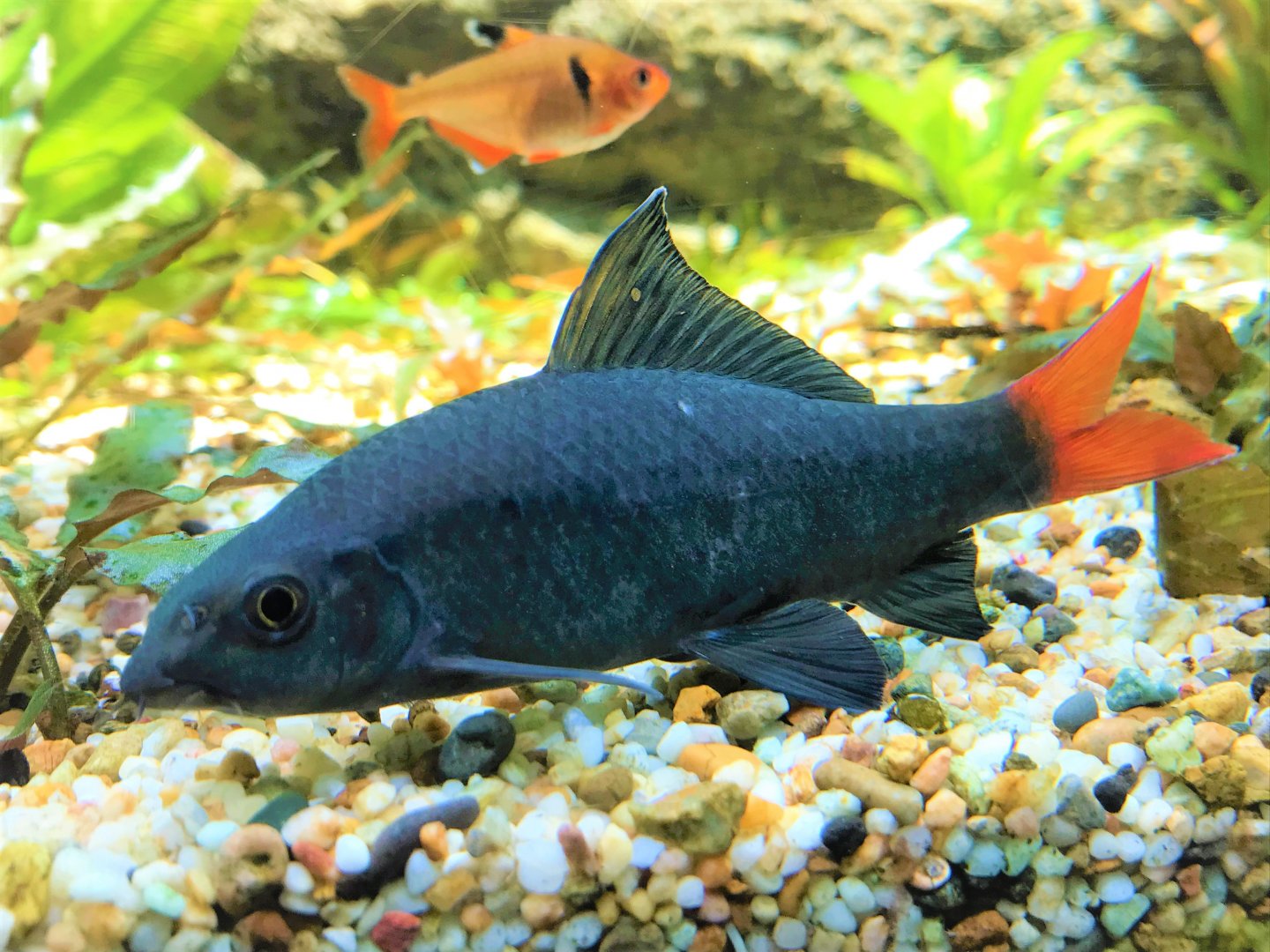 Red-tail Sharkminnow (Epalzeorhynchos bicolor)