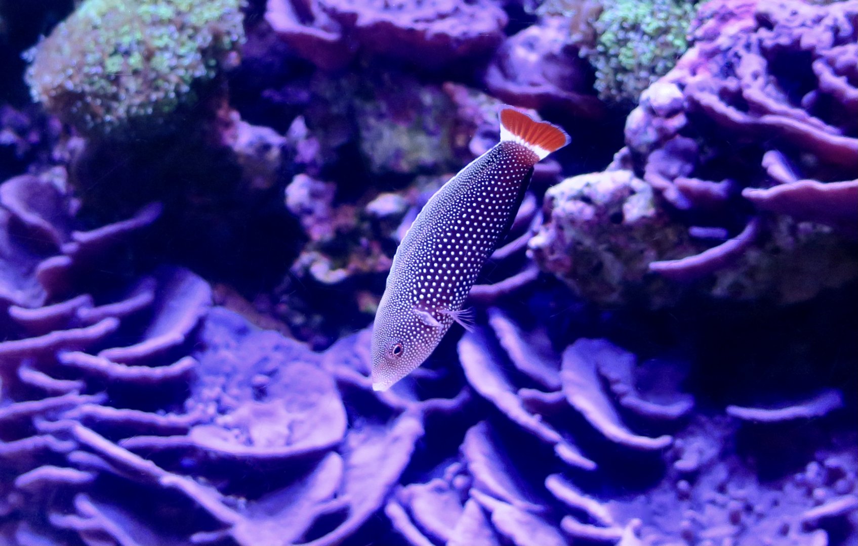 Red Tail Wrasse (Anampses chrysocephalus)