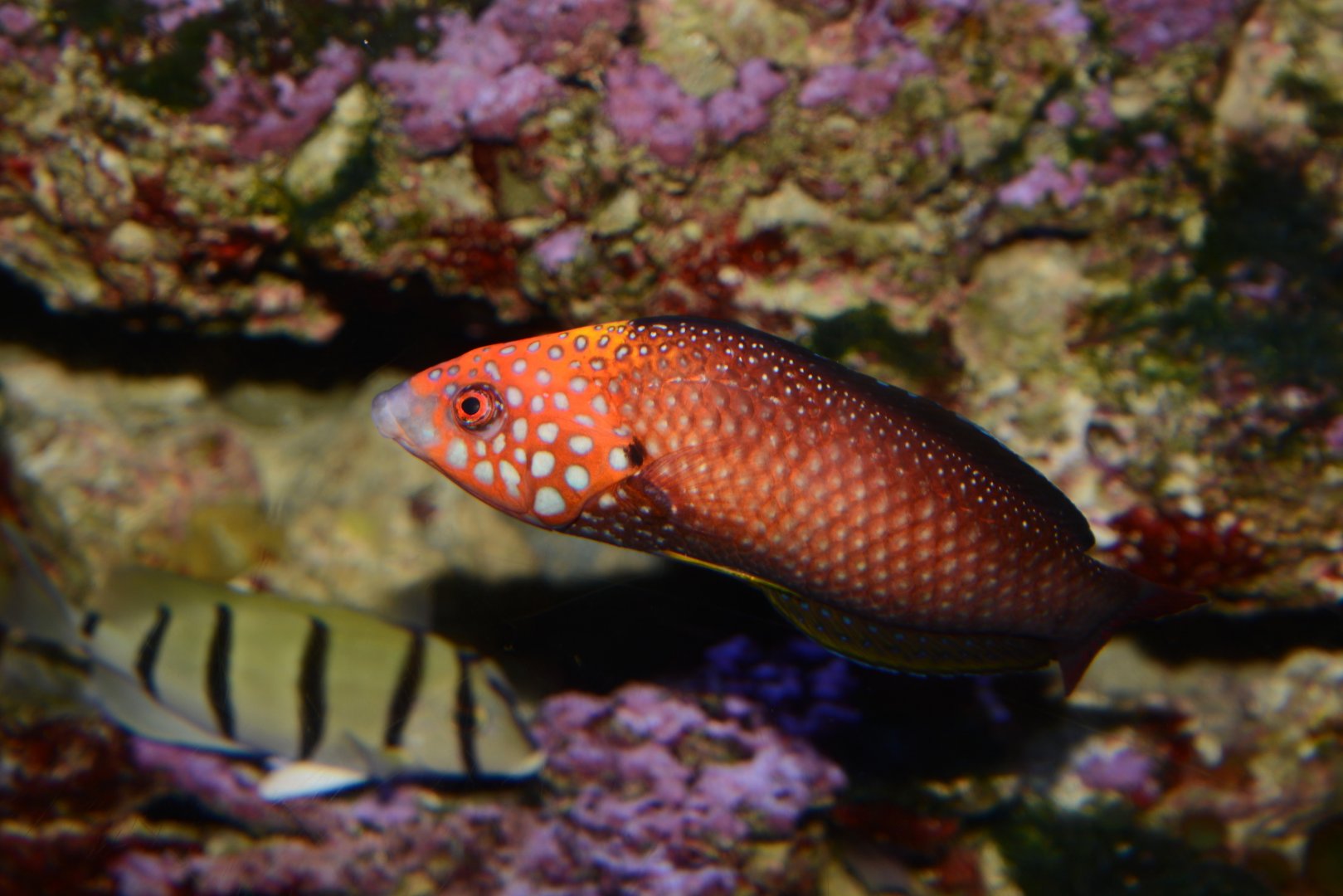 Red-Tail Wrasse (Anampses chrysocephalus)