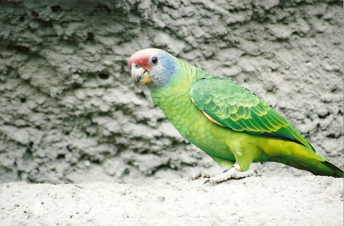 Red-tailed Amazon, 20th May 2006