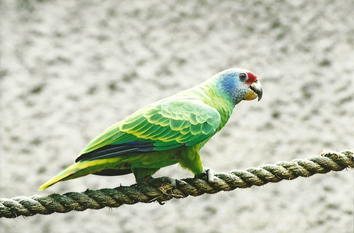 Red-tailed Amazon, 24th April 2008