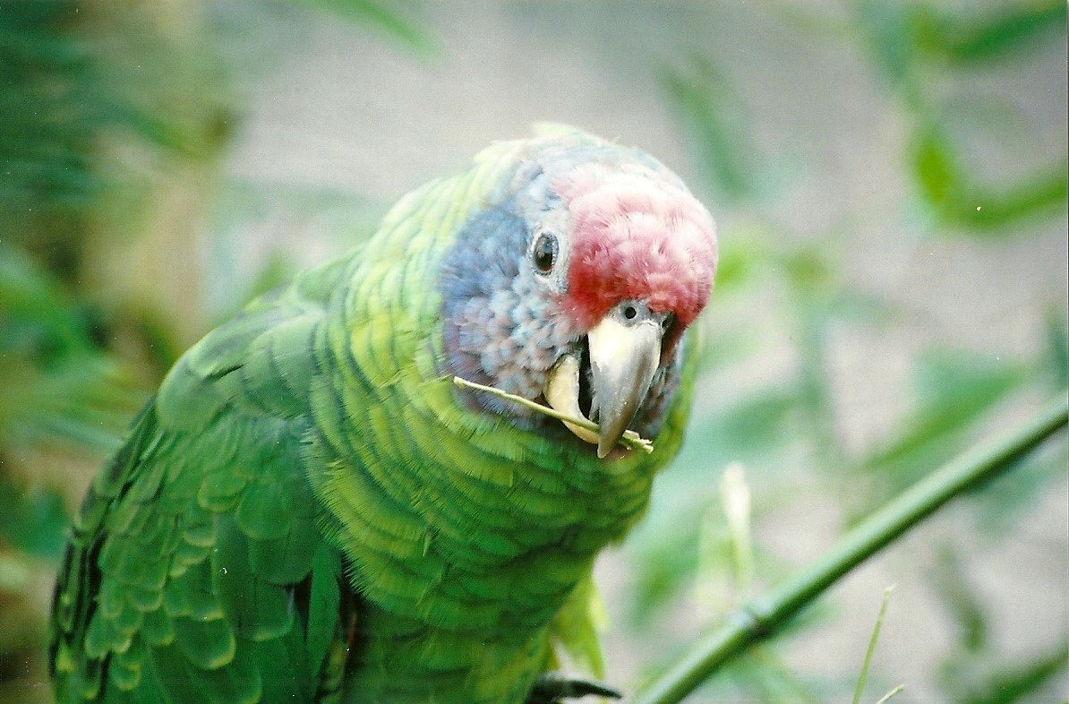 Red-tailed Amazon, 24th October 2006