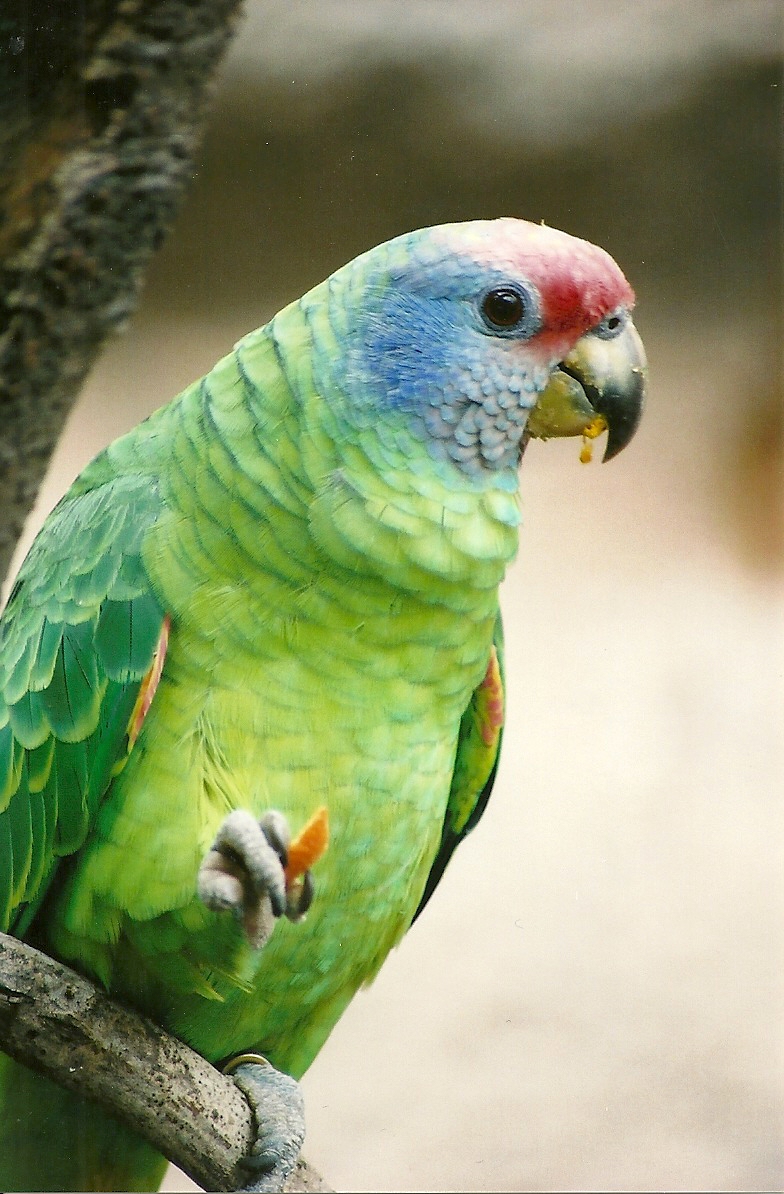 Red-tailed Amazon, 27th April 2007