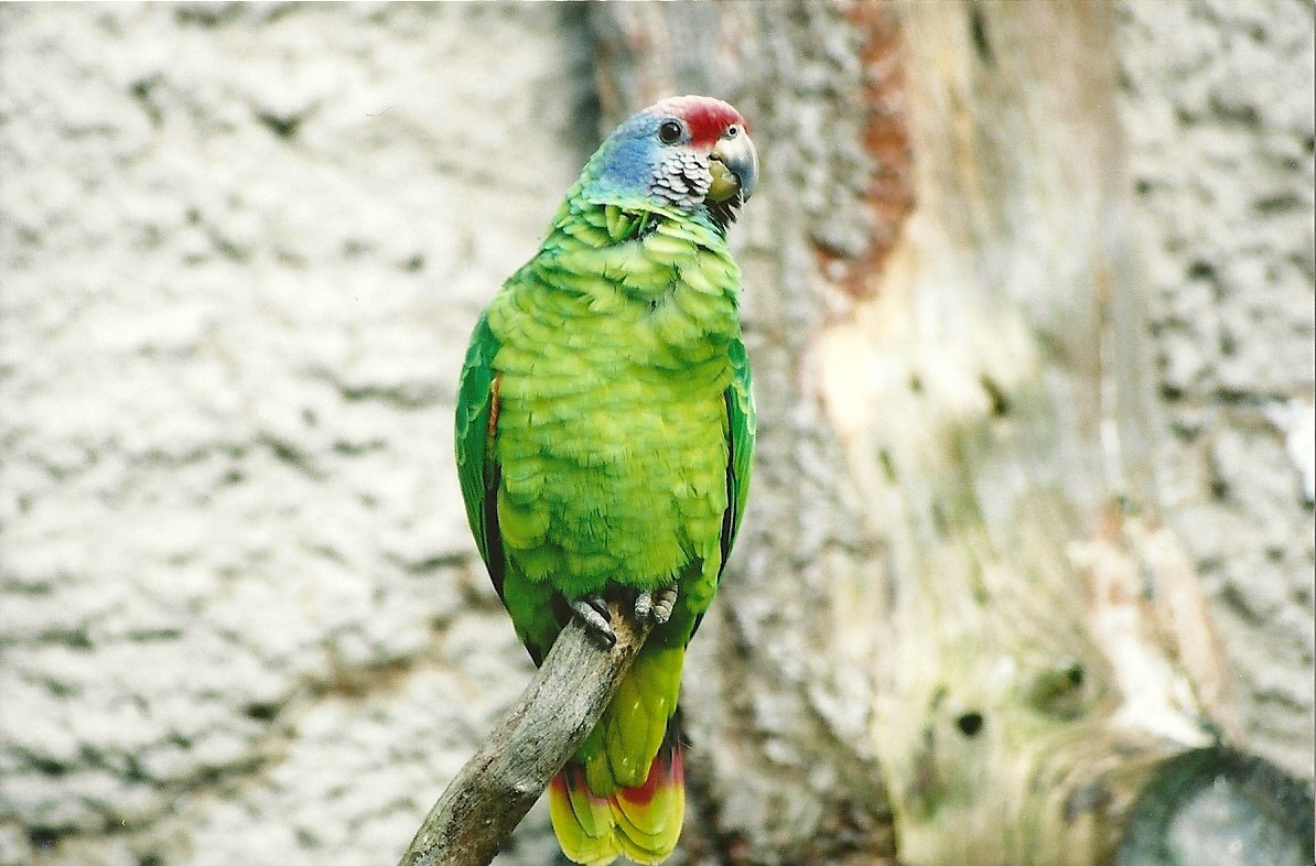 Red-tailed Amazon, 28th April 2008