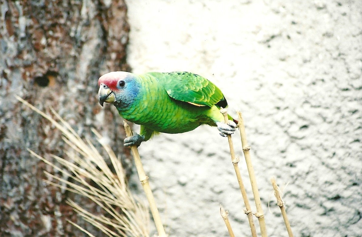 Red-tailed Amazon, 29th April 2007