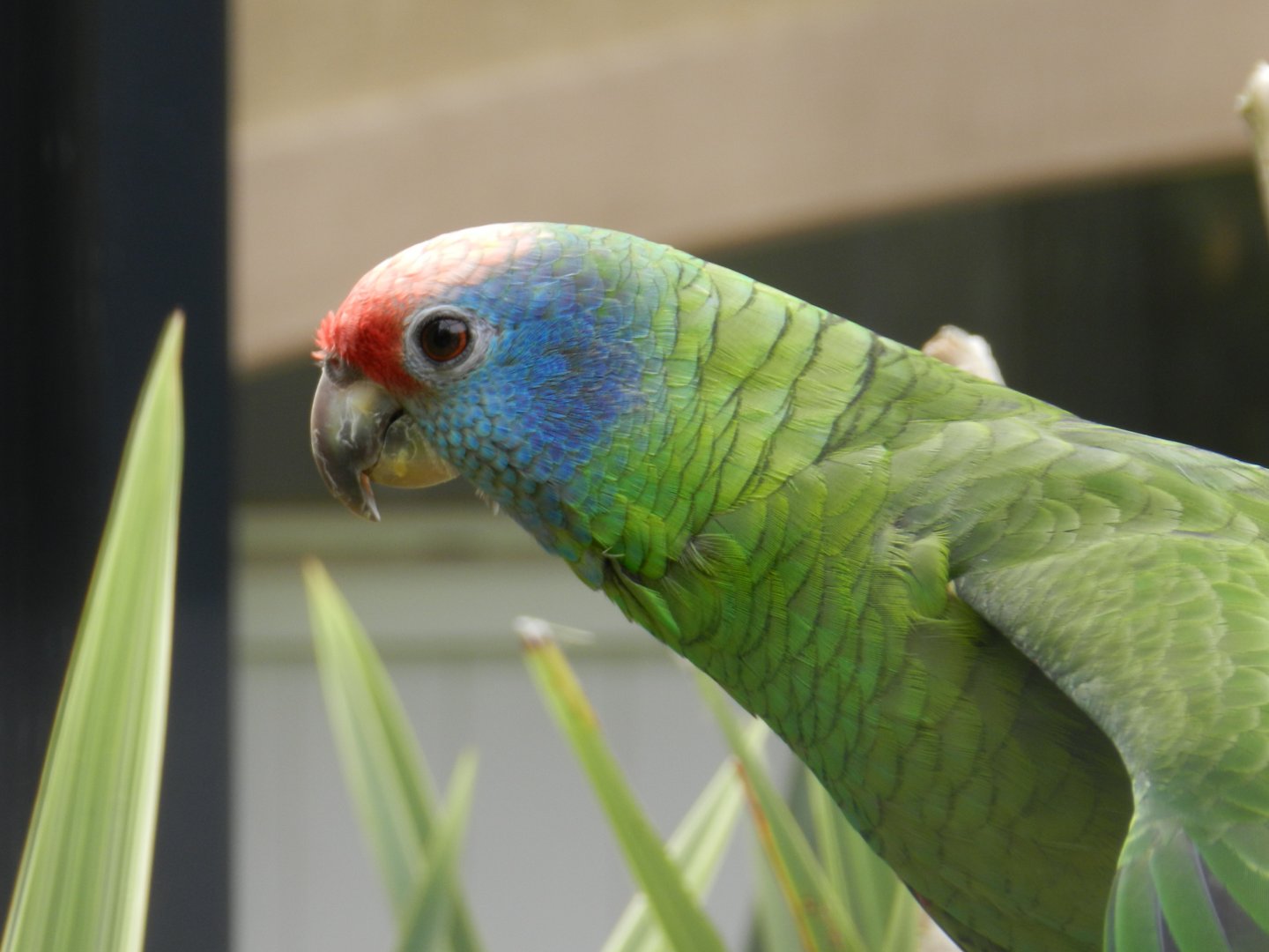 Red-Tailed Amazon (Amazona brasiliensis) at Artis Royal Zoo, The Netherlands