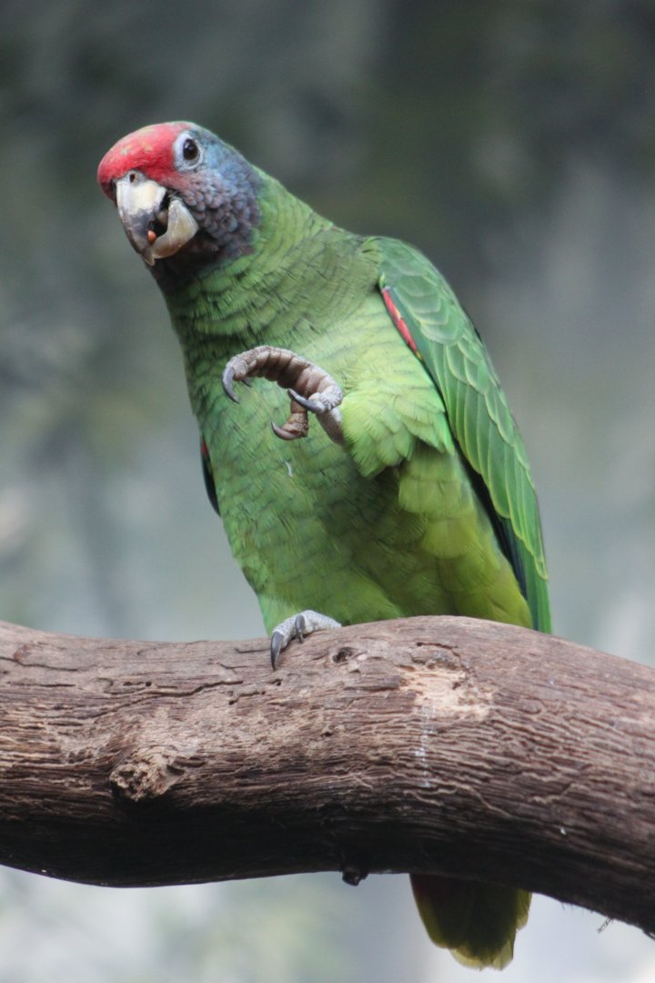 Red-tailed amazon (Amazona brasiliensis)