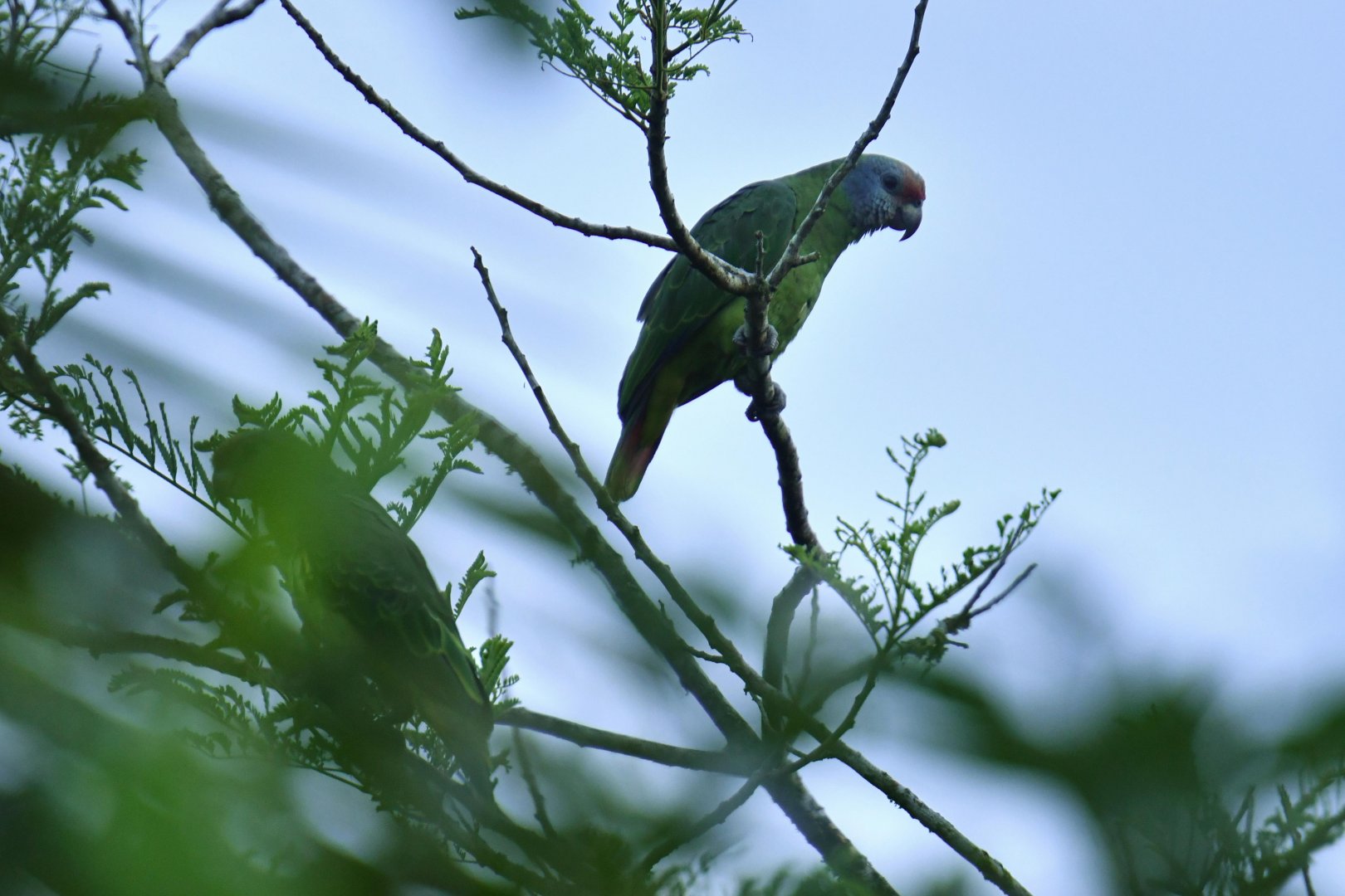 Red-tailed Amazon (Amazona brasiliensis)