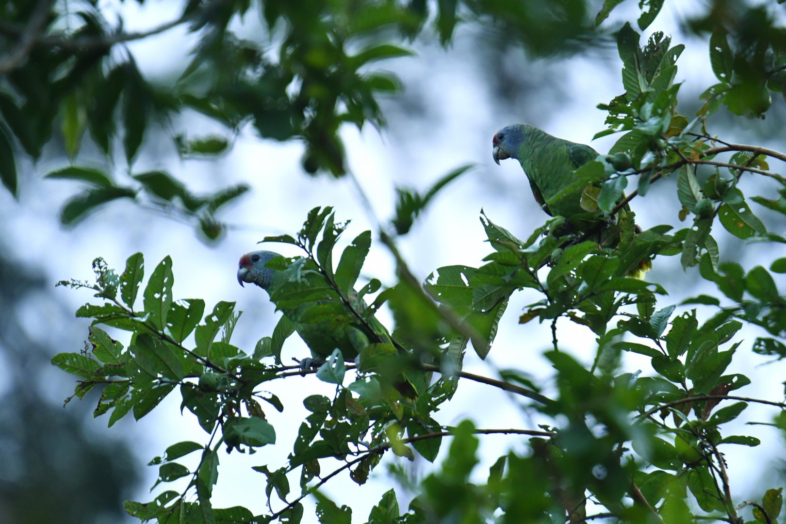 Red-tailed Amazon (Amazona brasiliensis)