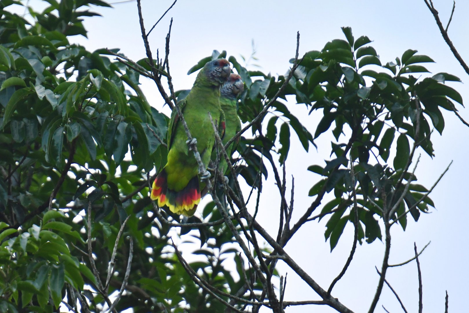 Red-tailed Amazon (Amazona brasiliensis)