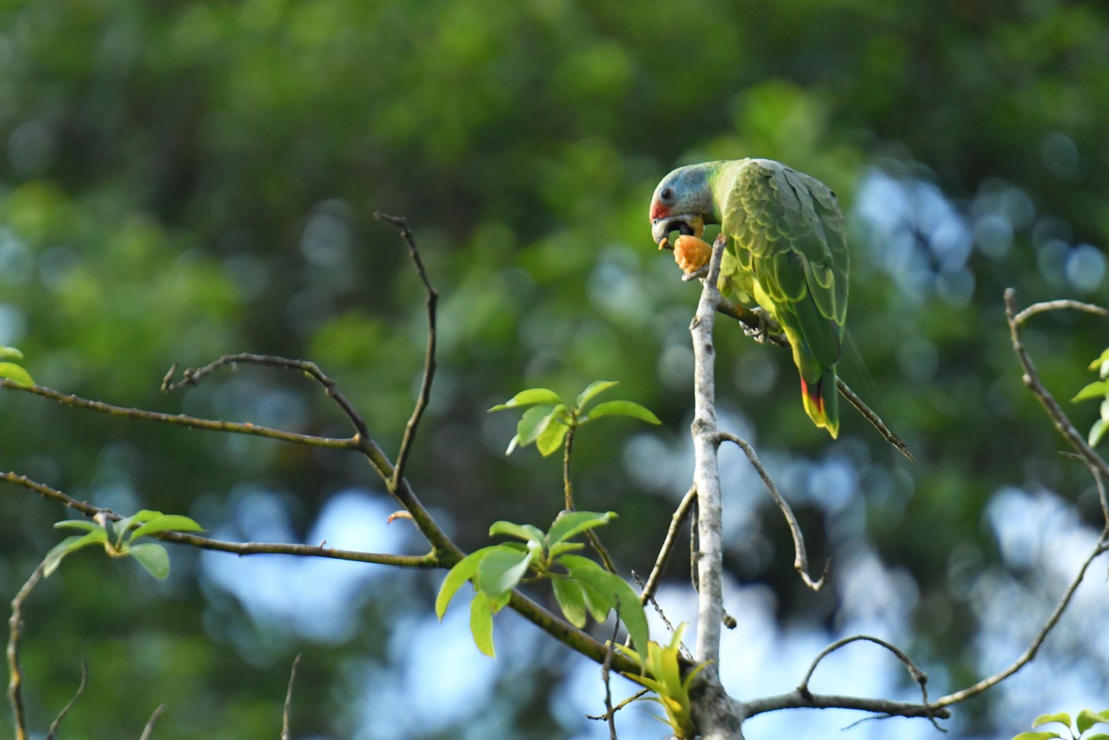 Red-tailed Amazon (Amazona brasiliensis)