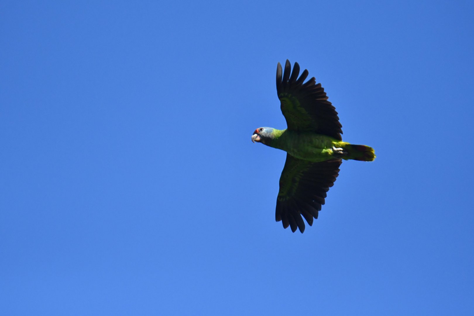 Red-tailed Amazon (Amazona brasiliensis)