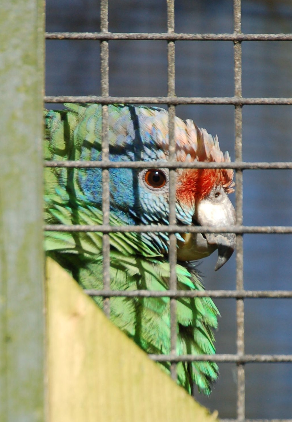 Red-tailed Amazon - Amazona brasiliensis