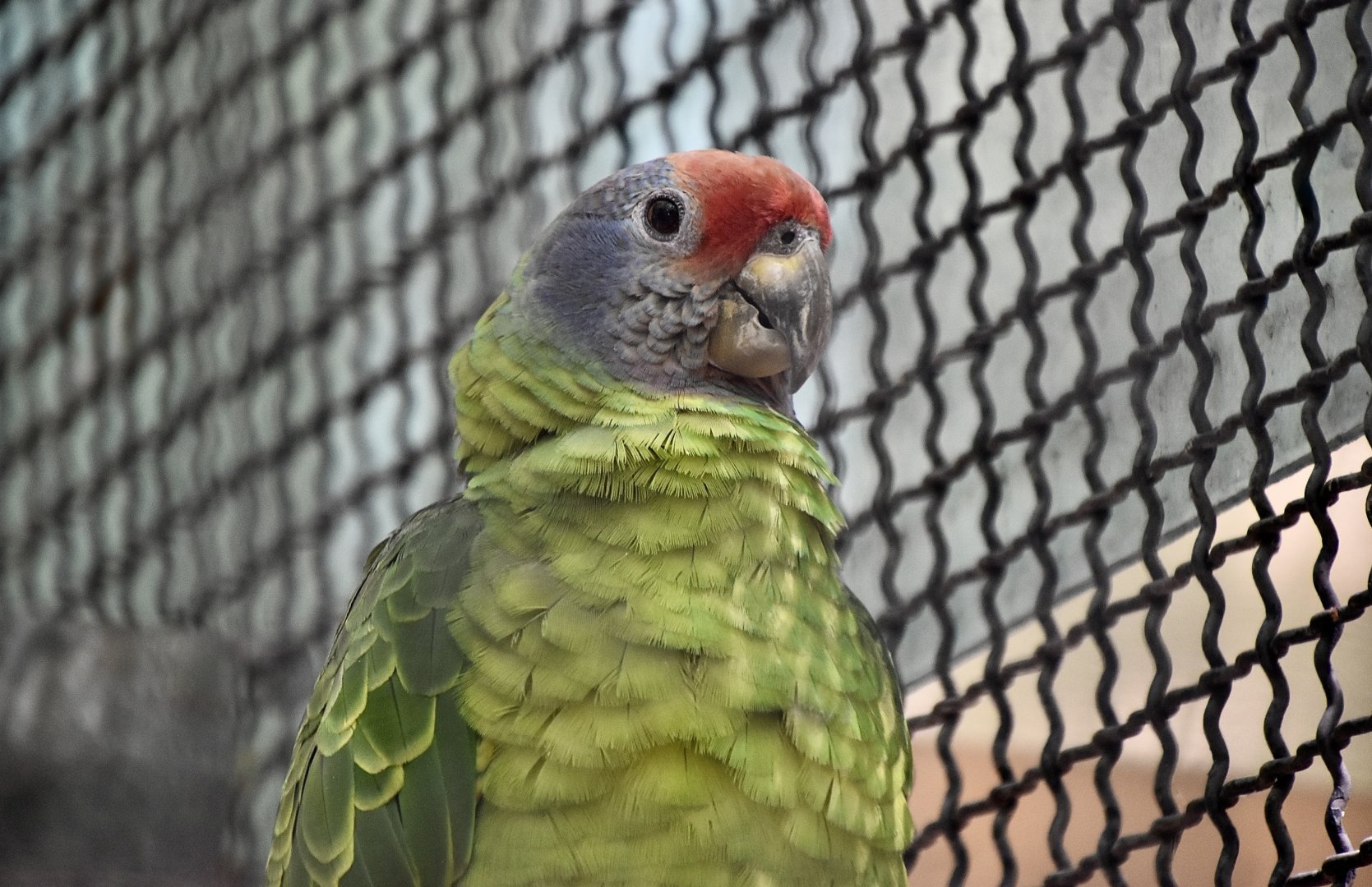 Red-Tailed Amazon (Amazona brasiliensis)