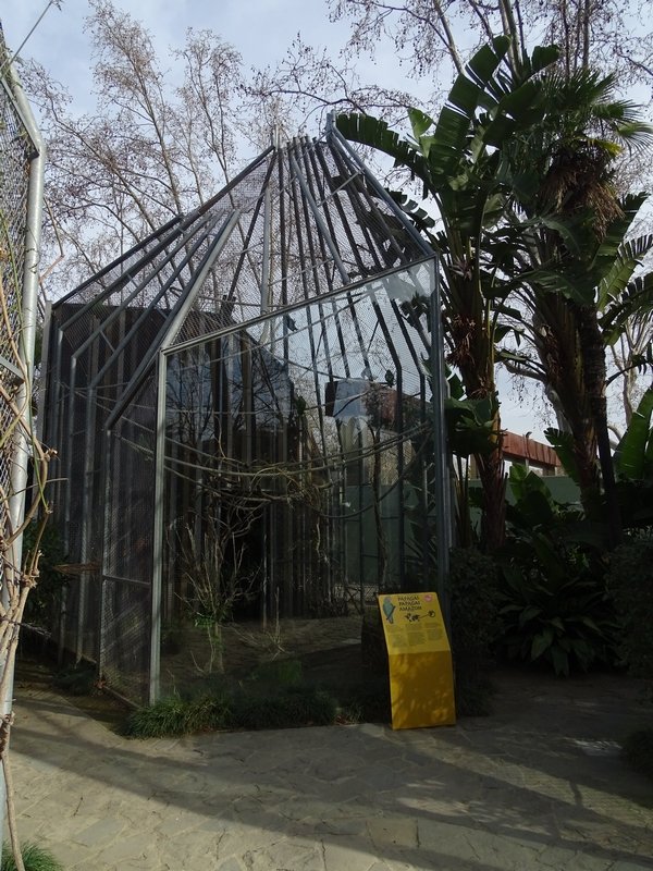 Red-tailed amazon aviary