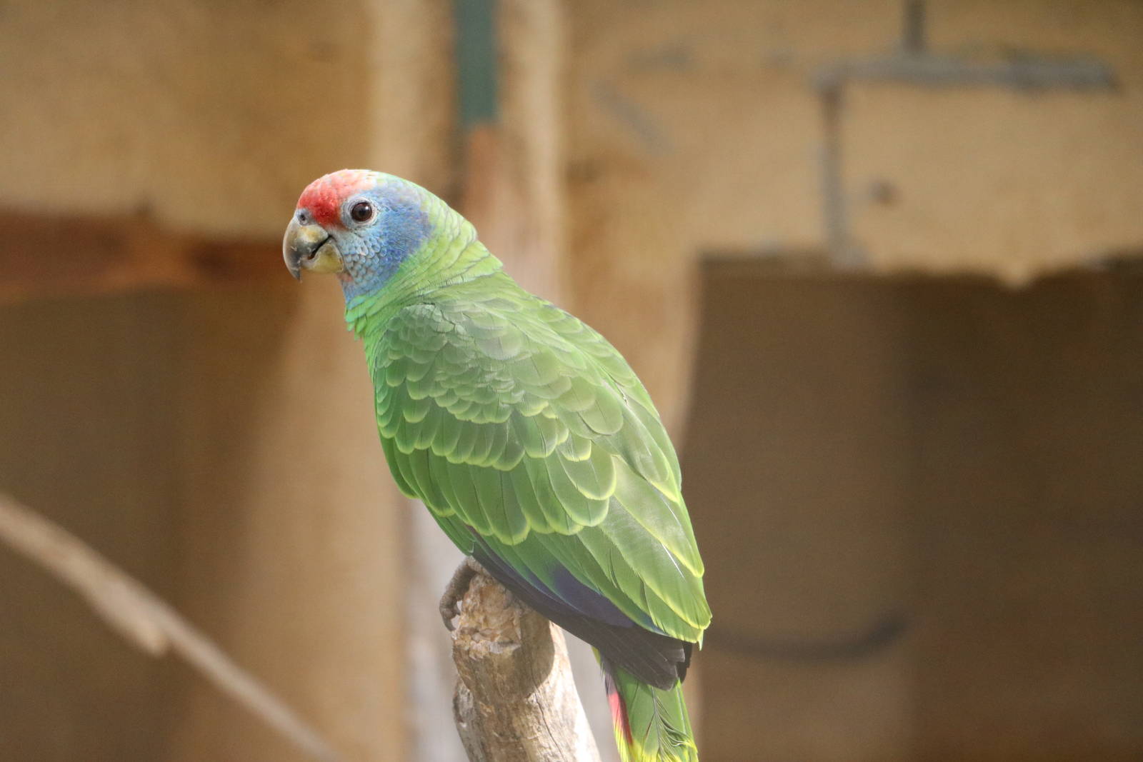 Red-tailed amazon, February 2016