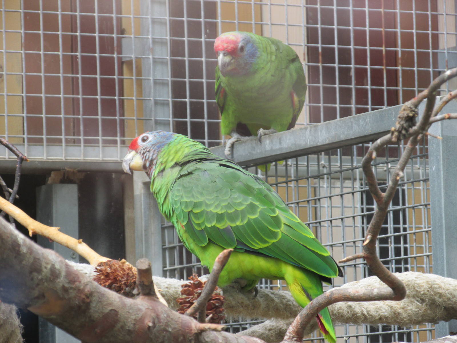 red tailed amazon parrot barcelona zoo