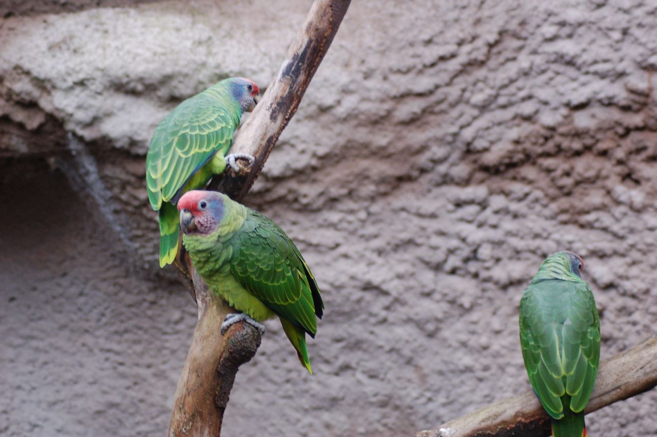 Red tailed Amazon parrot