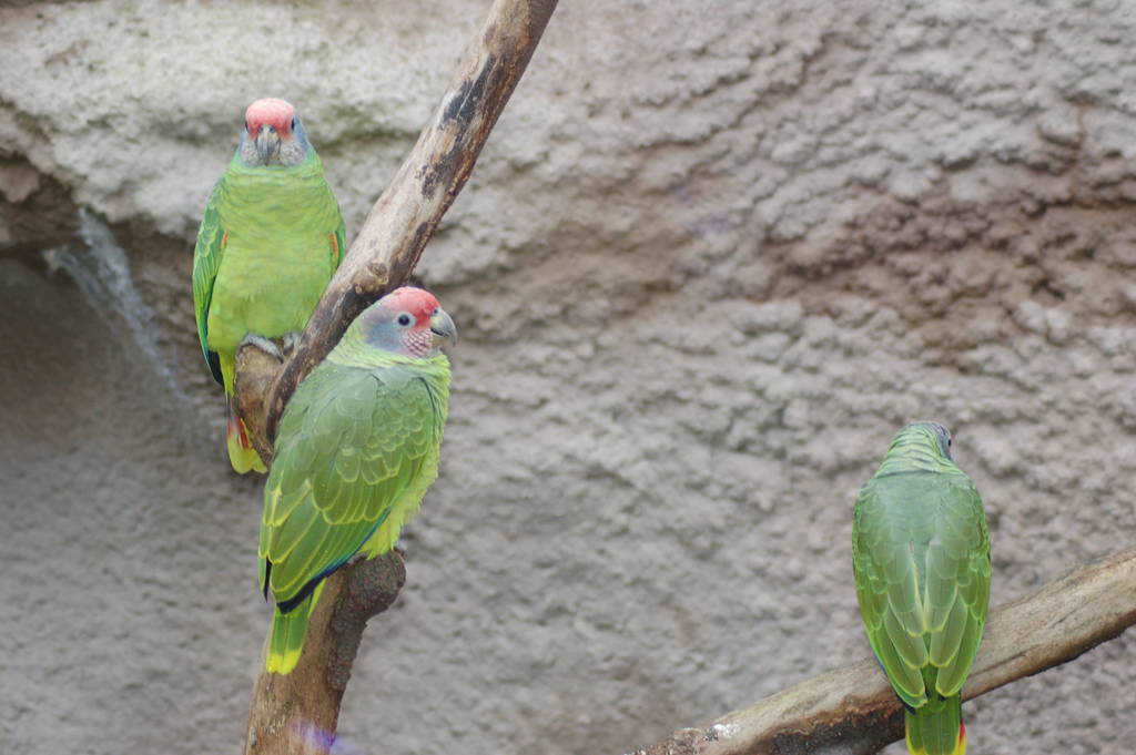 Red tailed amazon parrots