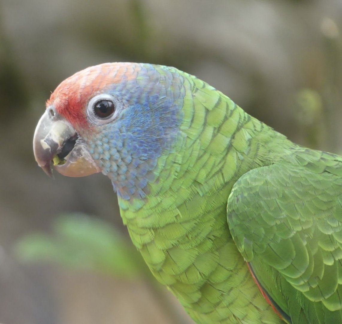 Red Tailed Amazon - Zoo København - 26.05.25