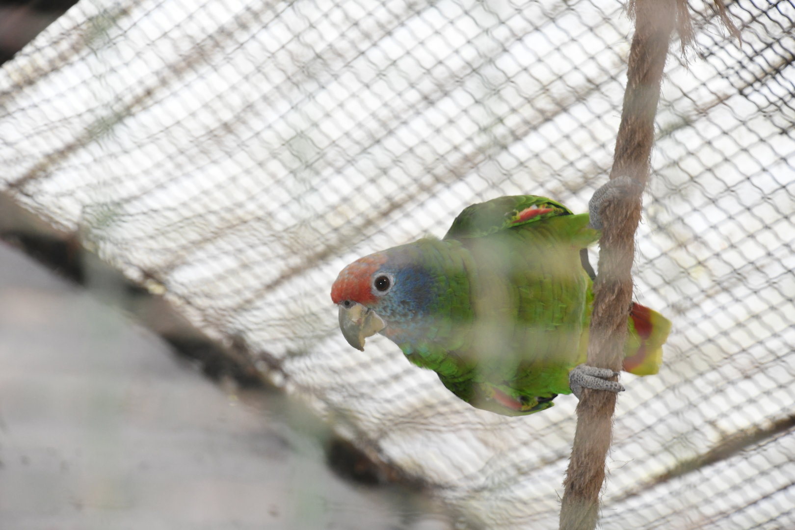 Red-tailed Amazon (Zoo Lourosa)