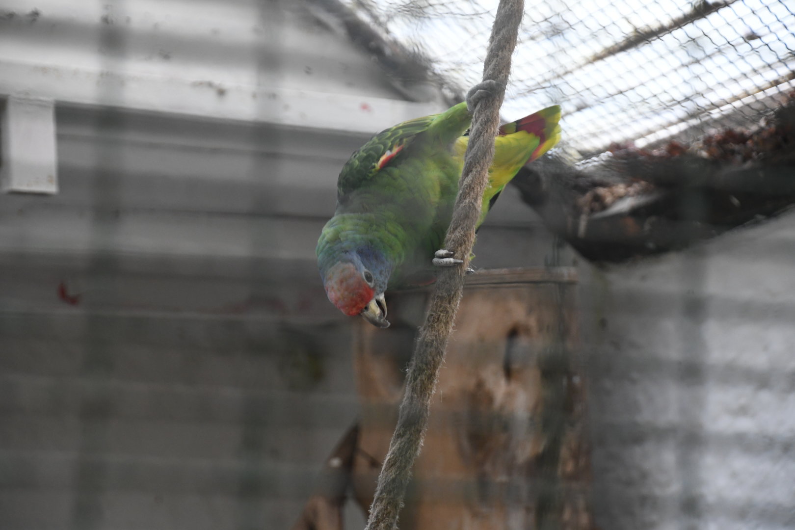 Red-tailed Amazon (Zoo Lourosa)