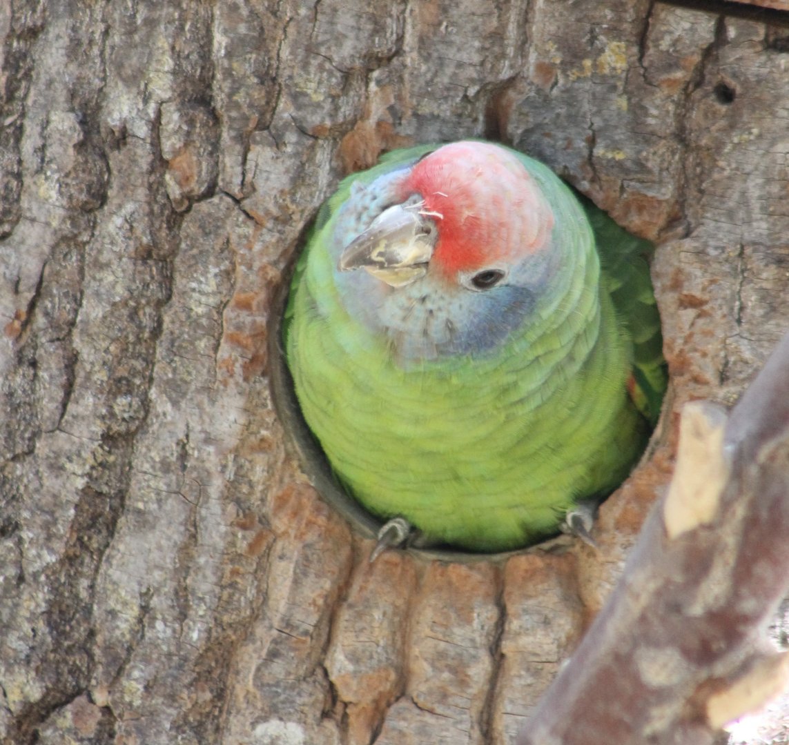 Red-tailed amazon