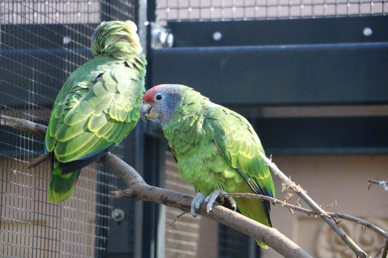 Red-tailed amazons, February 2016