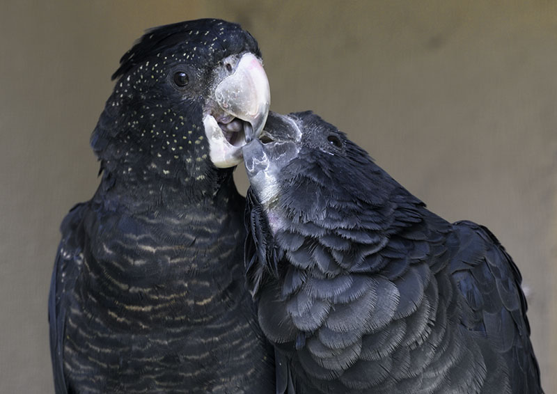Red-tailed black (Banksian) cockatoo pair affectionate