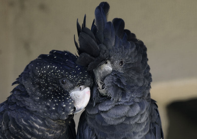 Red-tailed black (Banksian) cockatoo pair intimate