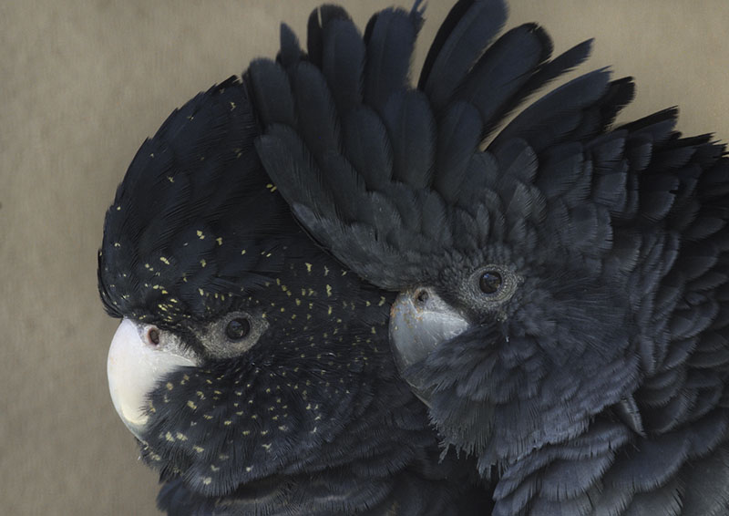 Red-tailed black (Banksian) cockatoo pair