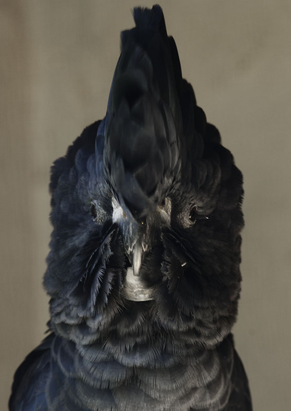 Red-tailed black (Banksian) cockatoo